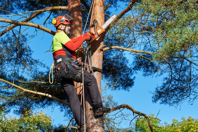 Tree Care Specialists